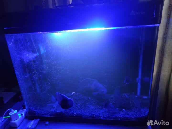 Аквариум с рыбками