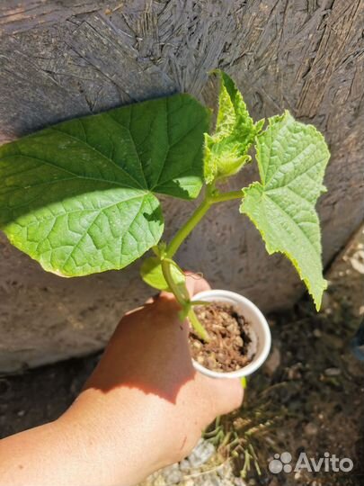 Рассада огурцов