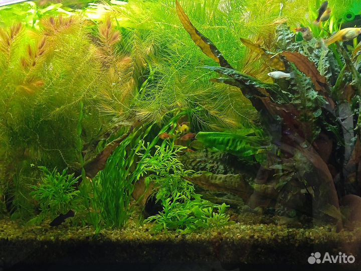 Аквариумные растения