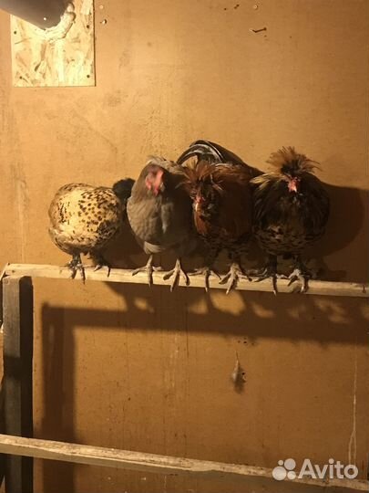 Павловские куры