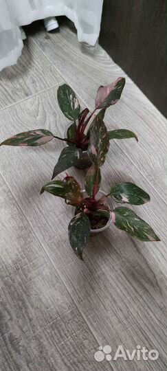 Филодендроны