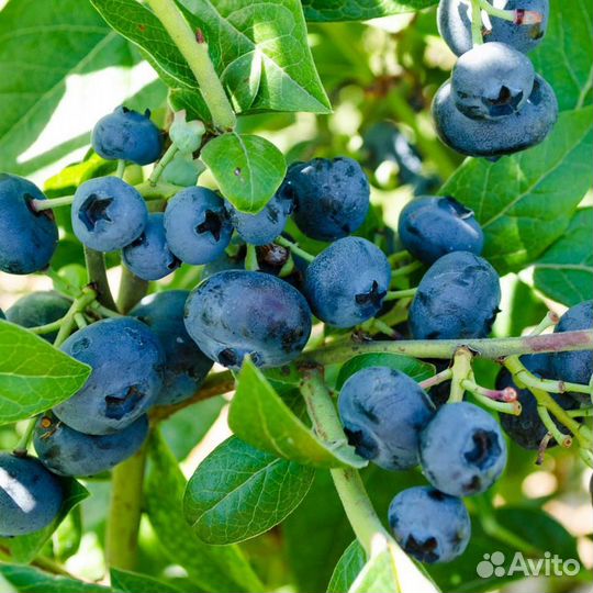 Голубика Сорт