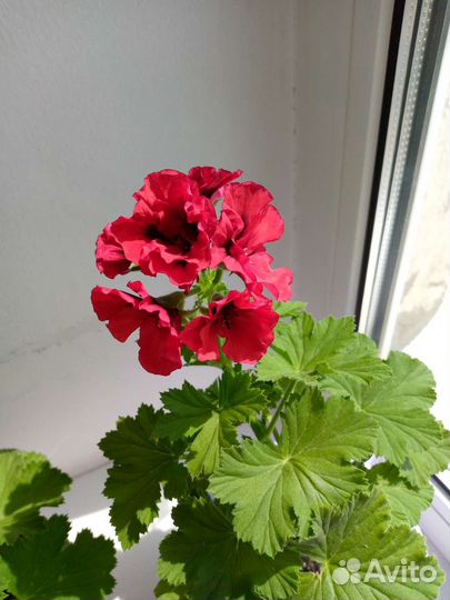 Пеларгония герань