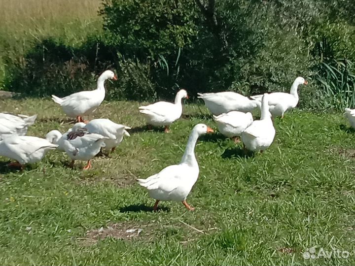 Гуси