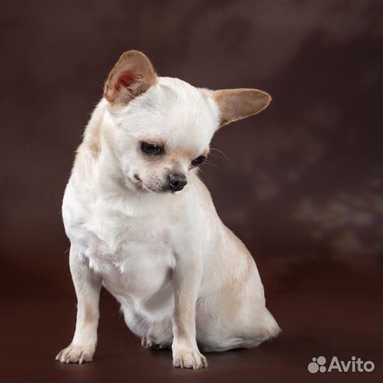 Чихуахуа щенки