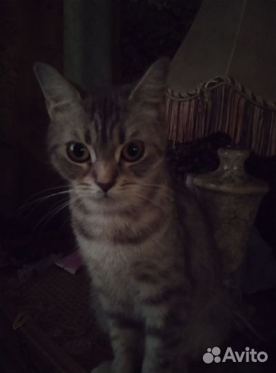 Кошка в дар