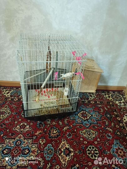 Волнистый попугай