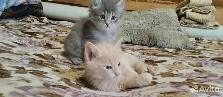 Кошки в добрые руки