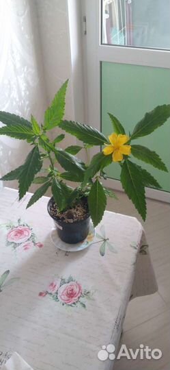 Комнатные цветы. Тёрнера