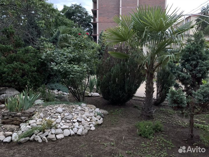 Пальма трахикарпус форчуна