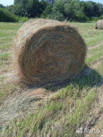 Продам сено в рулонах