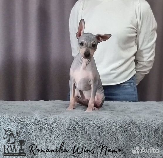 Щенки Американского голого терьера агт