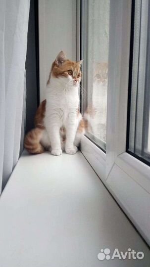 Кошечка на вязку