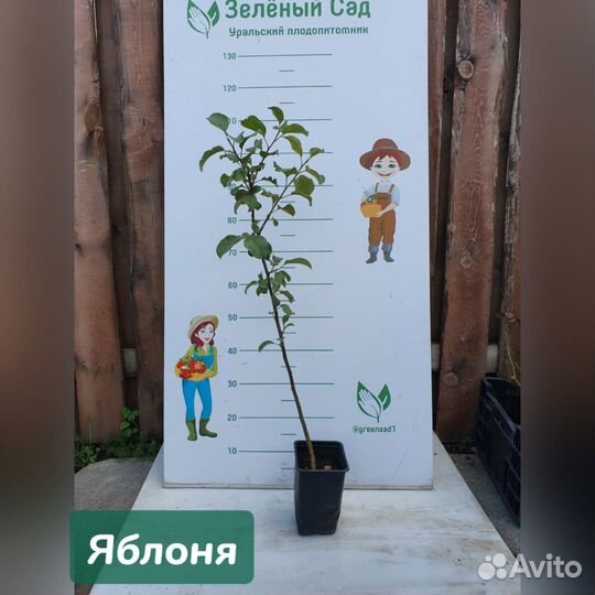 Саженцы яблонь в ассортименте