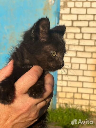 Котята в дар бесплатно
