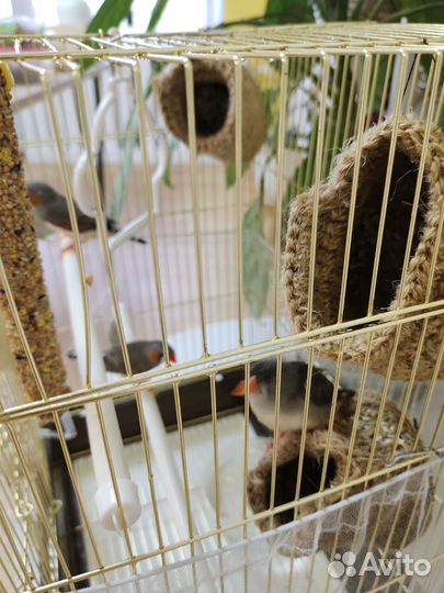 Птицы амадины