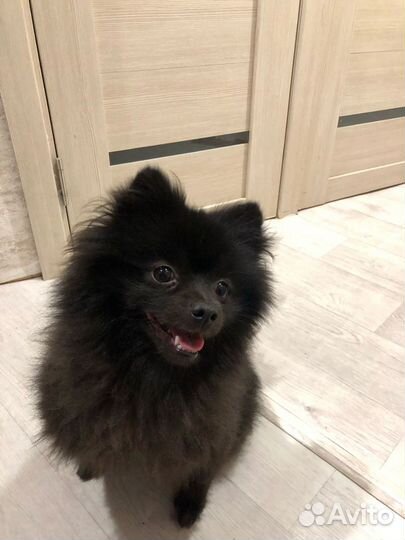 Кобель для вязки немецкий шпиц