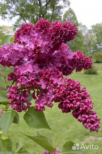 Саженцы сирени разных сортов