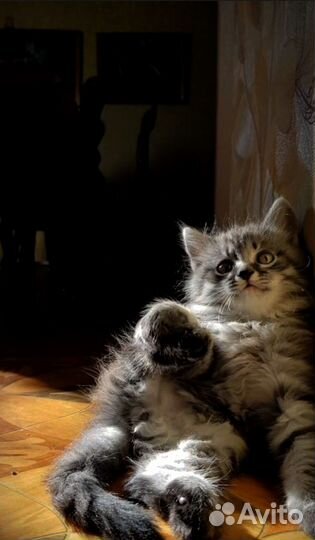 Отдам в добрые руки