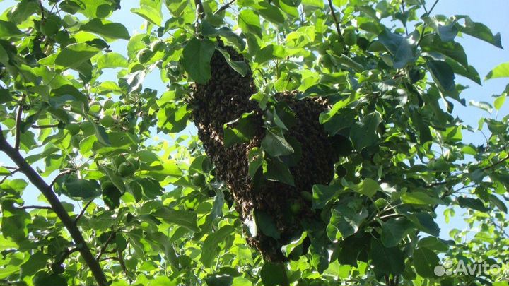 Пчелосемьи