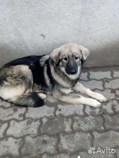 Отдам собаку