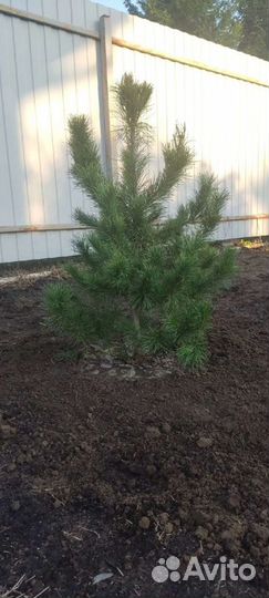 Кедр сибирский