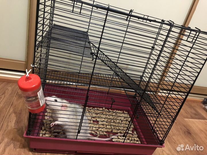 Крыса мальчик