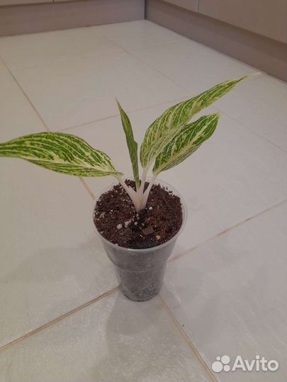 Аглаонема(Легаси уайт)