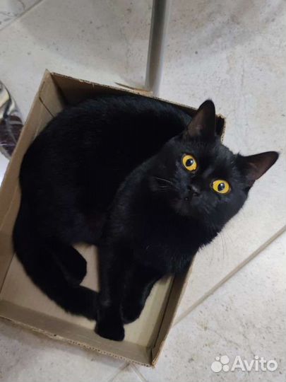 Передержка кошек