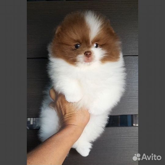 Мальчишки помы