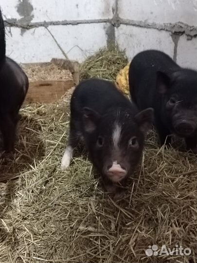 Свиньи вислобрюхие вьетнамские