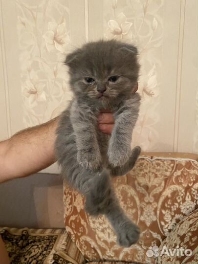 Шотландские котята