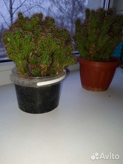 Кактус,чтобы вырастить до такого размера,нужно 8 л