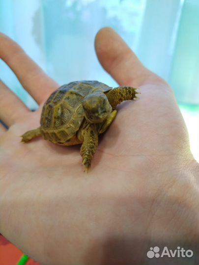 Сухопутная черепаха