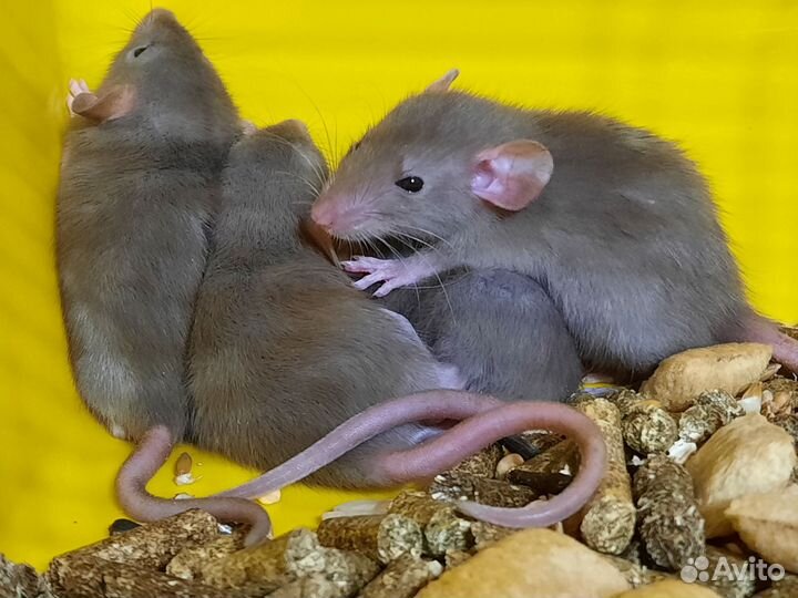 Крысята Дамбо. Крысы, фото из нашего каталога