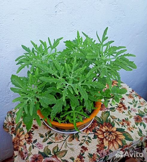 Каланхоэ лациниата, оленьи рожки, рога