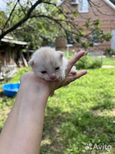 Котята в добрые руки даром