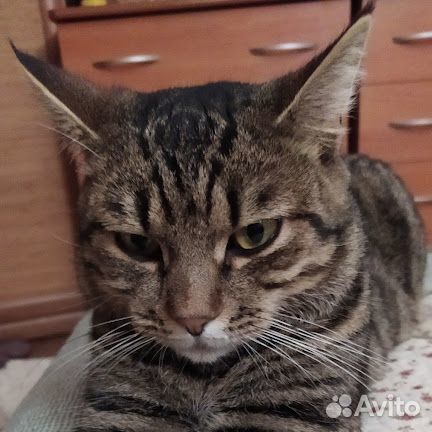 Маленькие рыси