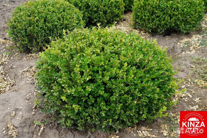 Самшит, доставка