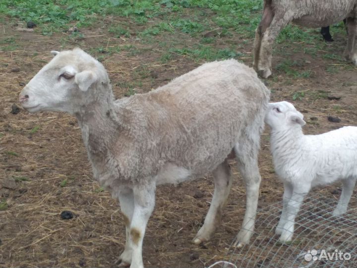 Овцы бараны ягнята романовские, суффолк, дорпер