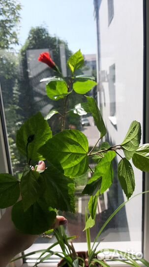 Комнатный цветок китайская роза