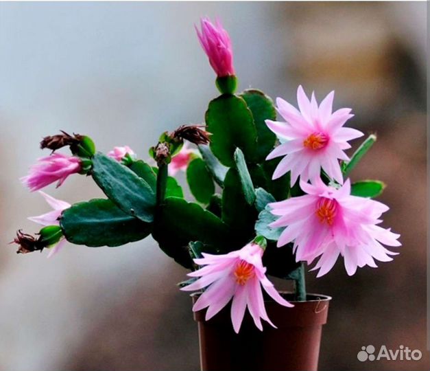 Рипсалидопсис, розовое чудо