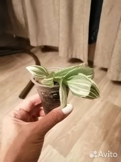 Традесканция белая albiflora