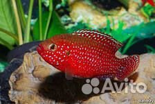 Хромис-красавец