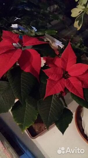 Комнатные цветы цветущие