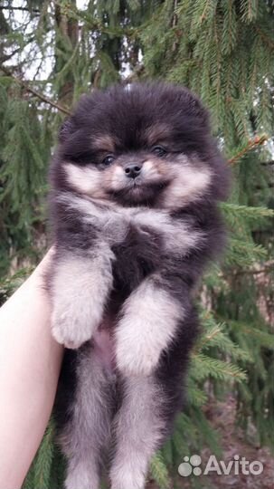 Шпицедетки мальчишки и девчонки