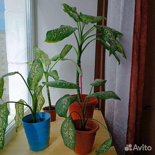 Диффенбахия Тропик Сноу (3 сред. 2 бол.)