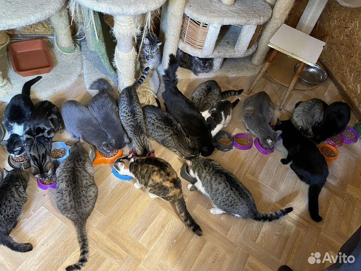 Кошки в добрые руки
