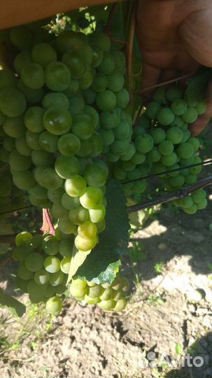 Саженцы винограда Юпитер, Аркадия, Нельсон