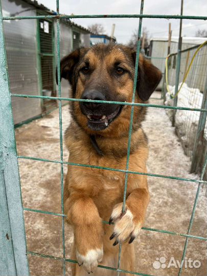 Спаси малыша из приюта